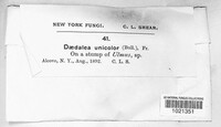 Cerrena unicolor image